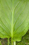 Skunk cabbage